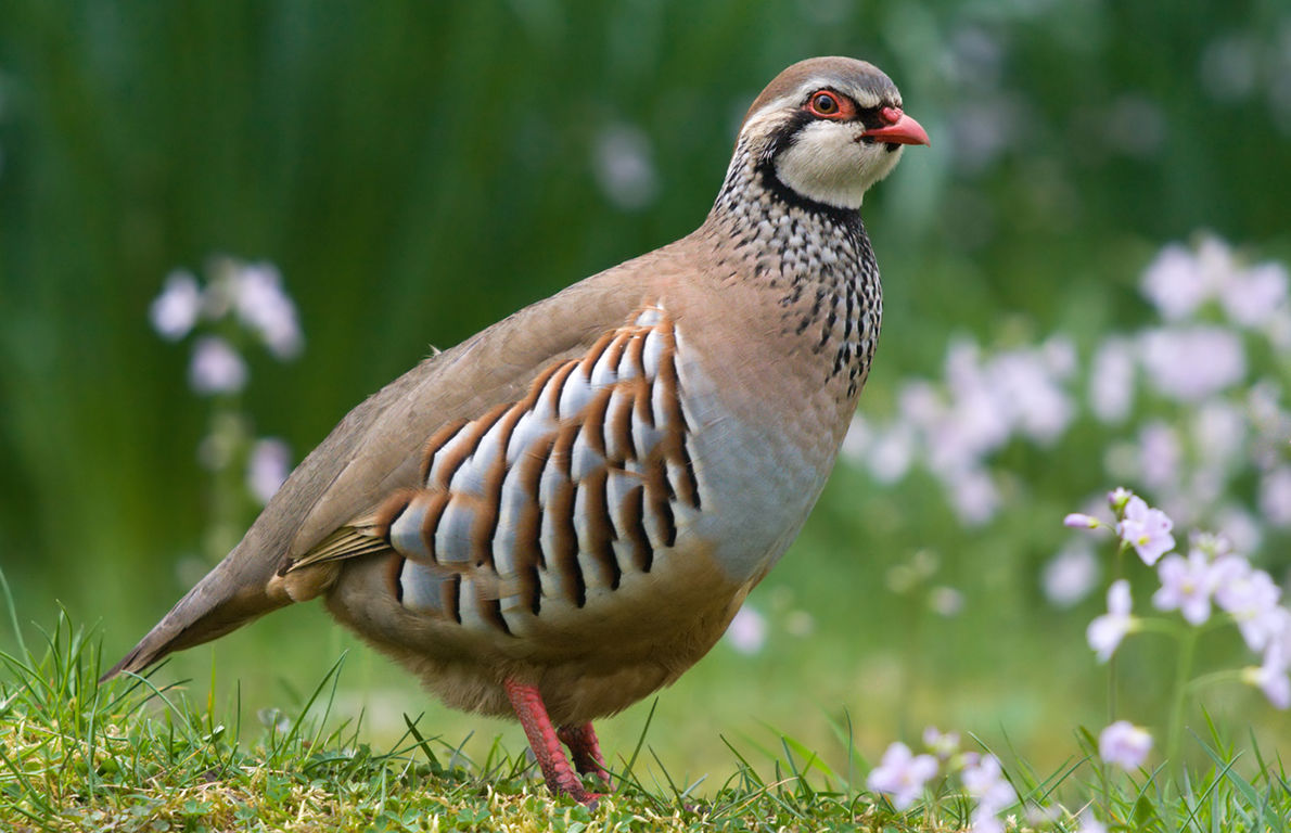 A Partridge in a Pear Tree